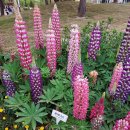 루피너스(Lupinus, 魯氷花) 이미지