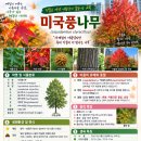 미국풍나무(가을을 가장아름답게 물들이는 교목) 이미지