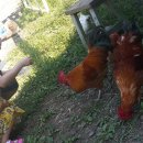 은지목장 이미지