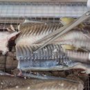 대나무 생숯 장어구이 | 대나무생숯장어구이, 여수 장어구이 맛집으로 인정받는 이유