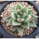 원종방앗간 이미지