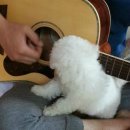 꼬꼬마슈슈 이미지