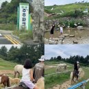 주주애견 | 평창 아이와 가볼만한곳 대관령주주파크 승마체험후기