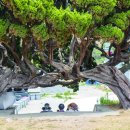 사랑나무민박 이미지