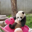 순둥순둥 아기판다🐼 이미지