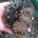 해녀언니네 이미지