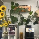 황금바다 | 실패 없는 단골집 이야기, 서생 바다뷰 황금코다리 점심특선 후기