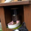 콩콩설기 이미지