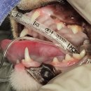 문정탑 동물병원 | 고양이스케일링, 고양이치아 흡수성병변 아닌 치은염으로 발치 수술 (일산동물병원 탑케어의료원)