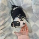 도그마루 고양이강아지 청주점 이미지