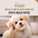 경상메디칼 | 강아지 세균성 외이염, 심하게 귀를 긁고 터는 증상, 애니컴메디컬센터