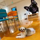 헤브.카페;헤브.펫(Heav.Pet) | 🐾 추석 명절도 정상 영업하는 헤브 애견 카페에서 즐거운 한가위 보내세요! 🐾