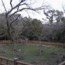 제주 신례리 왕벚나무 자생지 이미지