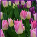 행복보청기 이미지