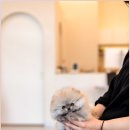 물만난 강아지 | 동탄강아지분양 첫 입양 후기 슈앤몽 본점에서 만난 운명적인 강아지