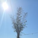 옥포항(조라) 이미지