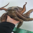 문어가 - 양산시 양산역3길 6 | 문어가
