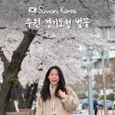 수원벚꽃명소 경기도청 팔달산 벚꽃 개화 실시간 현황 포토존
