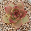 원앙농장 이미지