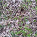 다래농장 이미지