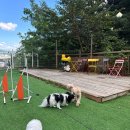 도그다움 이미지