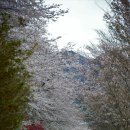 [봄]혼자 찾아나선 봄맞이...! 이미지