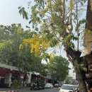 11650-17-197-46 | 2025 3월의 치앙마이