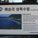 완도 예송리 상록수림 이미지