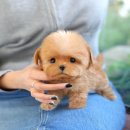 광주강아지분양 고양이분양 미유펫 본점 이미지