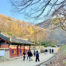 운곡 | 운곡서원 은행나무 실시간 만추 후기 400년 고목과 마주한 경주 가을 여행