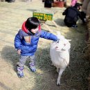 대관령 아기동물농장 이미지