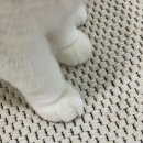 그랜비캐터리 이미지