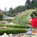 조선대학교 장미원 이미지