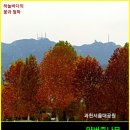 11월 5일. 한국의 탄생화와 부부사랑 / 플라타너스 (버즘나무, 양버즘나무) 이미지