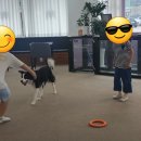 뽀뽀뽀하개 이미지