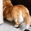 꼬리연구소 이미지