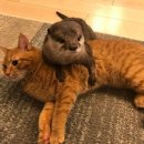 데이투 이미지