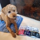 경기한펫 | 동의보감 경옥고 노견 보양식으로 추천 강아지 습식 펫쥬르 경독고 급여 후기