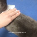 그루밍 | 다이소, 신상 고양이 용품 '포포몽 스킨케어 그루밍 티슈' 솔직 후기