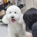 웰니스펫뷰티 이미지