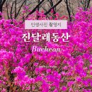 춘의동71-3 ↔ 춘의동70-1 | 2025년 4월 꽃축제 부천 진달래동산 실시간 개화상황