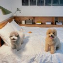 [경주 여행] 황리단길 반려동물/ 애견 동반 숙소 '스테이여우잠3' 펜션 친구실 후기 (조식/주차)