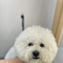 푸앤숑 이미지