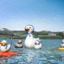 낙동강오리알 이미지