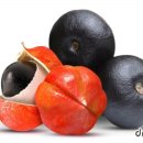 보이브라질 이미지