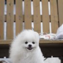 올리브펫 네이버블로그