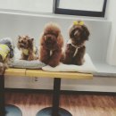 마이 펫 살롱 이미지