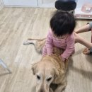 중산동물메디컬센터 | 17년생 9살 노견 골든리트리버 "보리" 개방형 자궁축농증 증상부터 수술후기까지 경과기록 해봅니다!