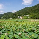 연꽃마을건넌들 이미지