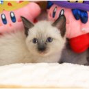 도레미캣 고양이분양 남양주 다산점 이미지